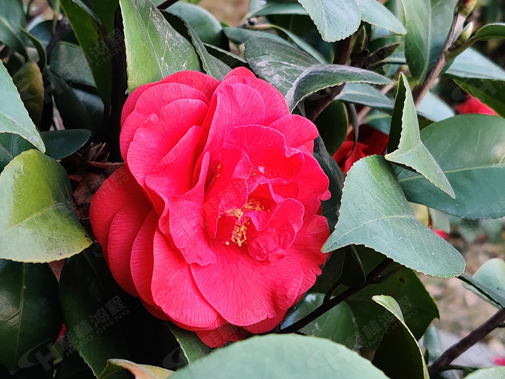 桂林鴻程花團(tuán)錦簇,滿(mǎn)園春色,邀您一起共賞春景,共商大計(jì)! 桂林鴻程花團(tuán)錦簇,滿(mǎn)園春色,邀您一起共賞春景,共商大計(jì)!